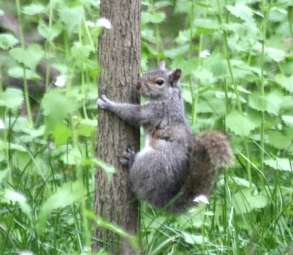 Eastern Gray Squirrel Project Noah