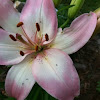 Asiatic Lilly 