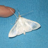 Palpita flegia - Satin White moth