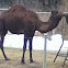 Dromedary camel 