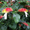 Red Shrimp Plant or Mexican Shrimp Plant