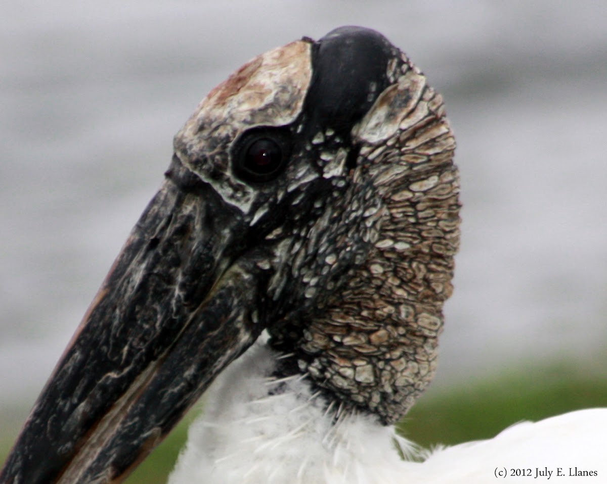 Wood Stork