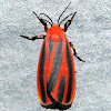 Scarlet-Winged Lichen Moth