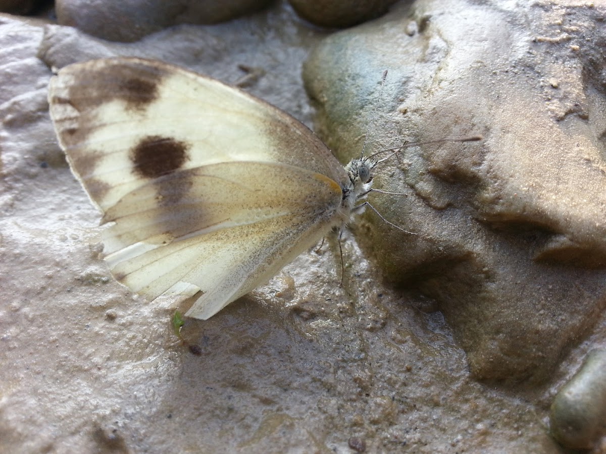 Asian Cabbage White