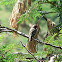 Red-Billed Quelea