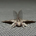 Asian Gypsy moth