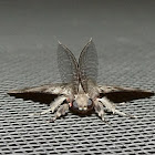 Asian Gypsy moth