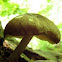 Fawn mushroom, Pleuteus cervinus??