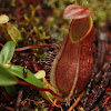 nepenthes (pitcher plant)