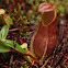 nepenthes (pitcher plant)