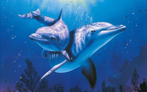 How to get Dolphins Wallpaper 1.01 unlimited apk for bluestacks