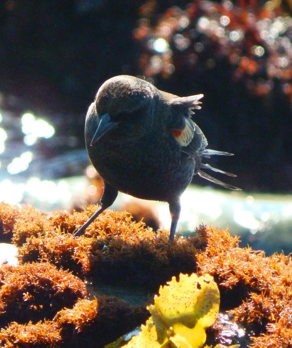 Tricolor Blackbird (male)