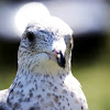 Ring-billed Gull