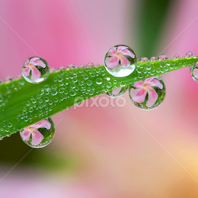 Lovely pink by Citra Hernadi - Nature Up Close Natural Waterdrops