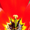 Tulip, tulipán