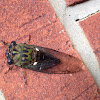 Texas Dog-day Cicada