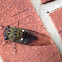 Texas Dog-day Cicada