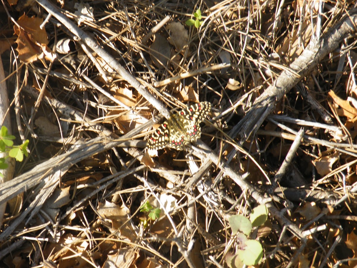 Spanish Festoon