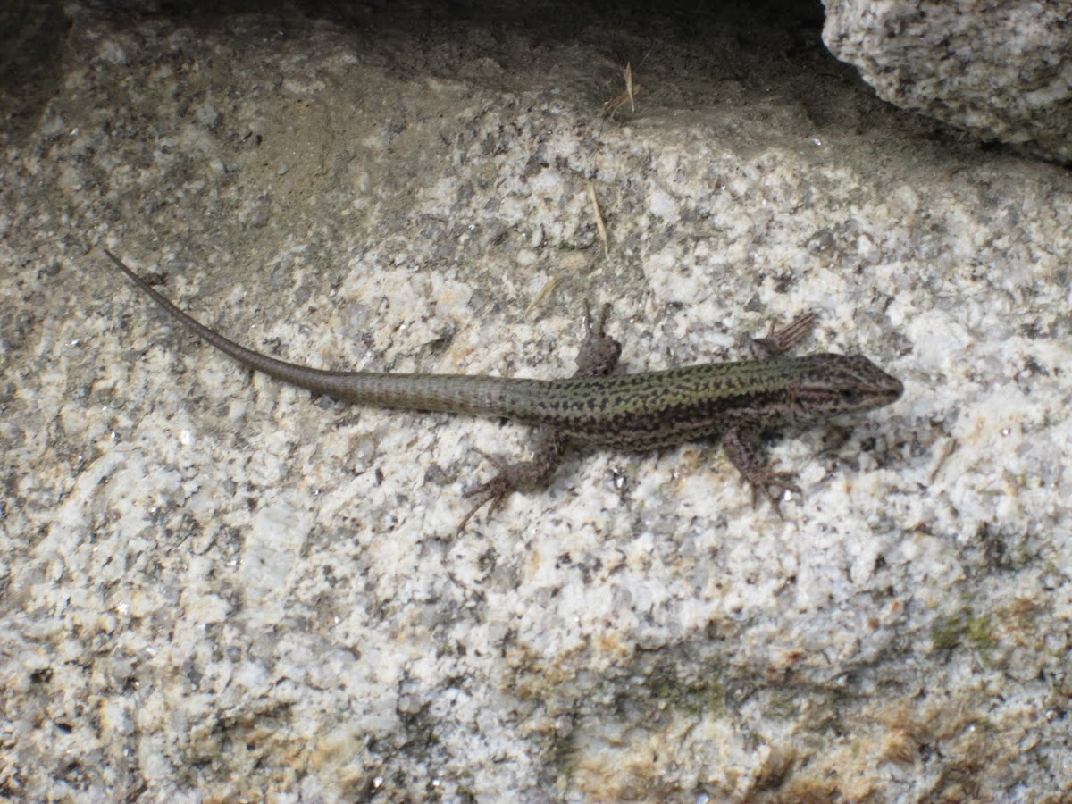 Iberian Rock Lizard (Lagartixa-da-montanha)