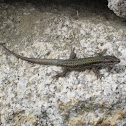 Iberian Rock Lizard (Lagartixa-da-montanha)