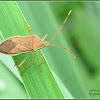 Homoeocerus Coreid Bug