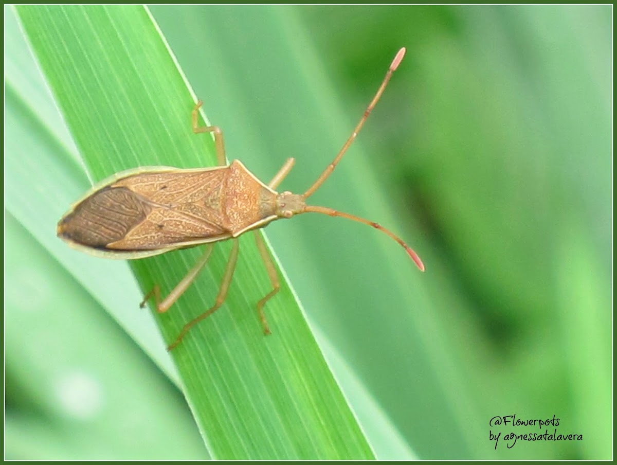 Homoeocerus Coreid Bug