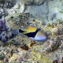 Reef Triggerfish