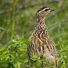 Crested Francolin