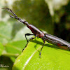 Straight-snouted weevil