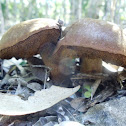 Bolete Mushroom