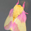 Pink & Yellow Fuzzy Moth