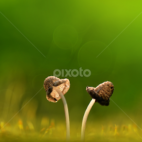 together by Girdan Nasution - Nature Up Close Mushrooms & Fungi