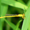 Yellow Waxtail