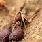 Drop-tail Ant