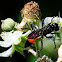 Digger Wasp; Avispa Escavadora