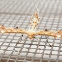 Plume moth