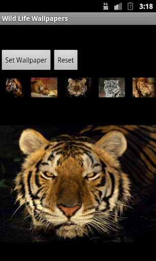 Wild Life Wallpapers