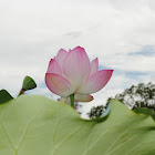 Indian lotus