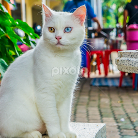 The Eyes by Shawalfitri Safar - Animals - Cats Portraits