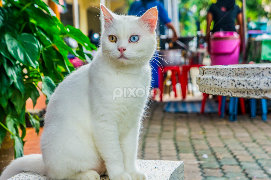 The Eyes by Shawalfitri Safar - Animals - Cats Portraits