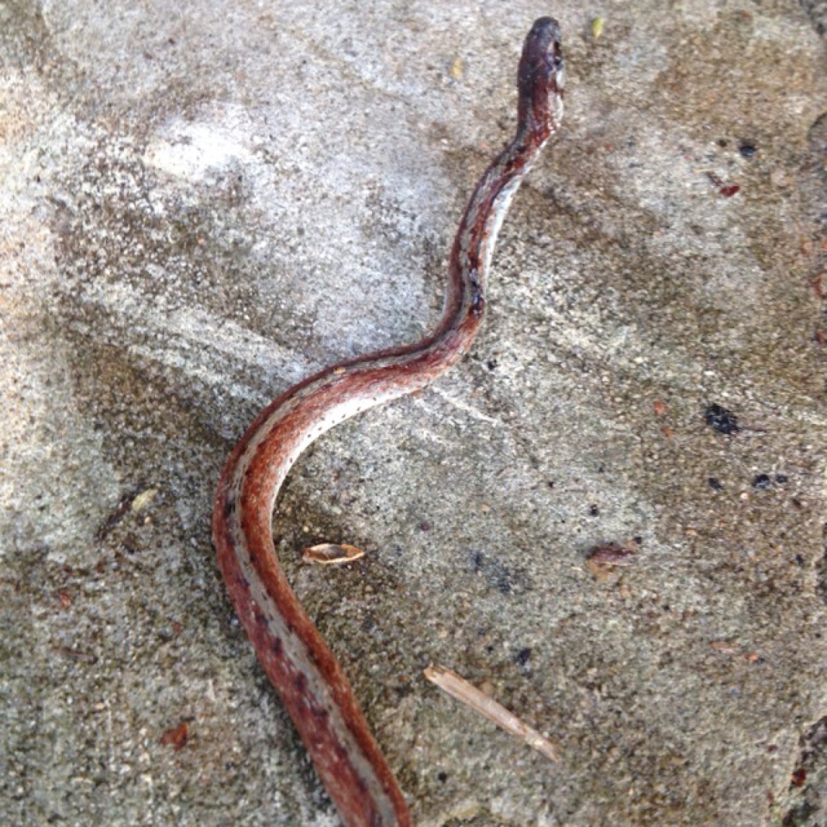 Dekays brown snake project noah
