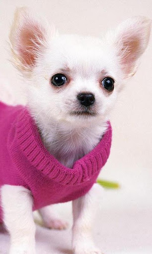 Chihuahuas Dog Wallpapers