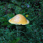 Yellow fly agaric