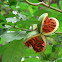 Stemmadenia grandiflora fruit