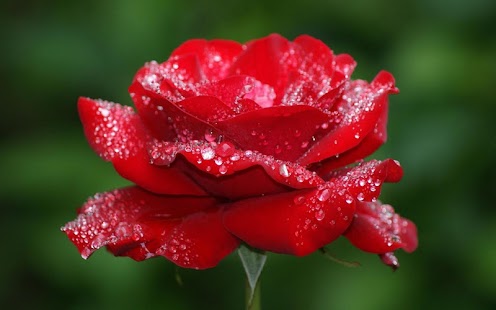 How to get Rose Wallpaper 1.01 unlimited apk for laptop