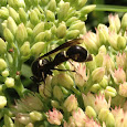 Pollinators of Virginia