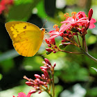 Three Spot Grass Yellow Butterfly