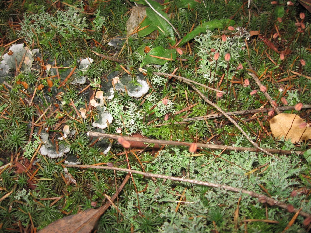 Dog Lichen with Star Moss and Cladonia