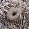 Ant Hole