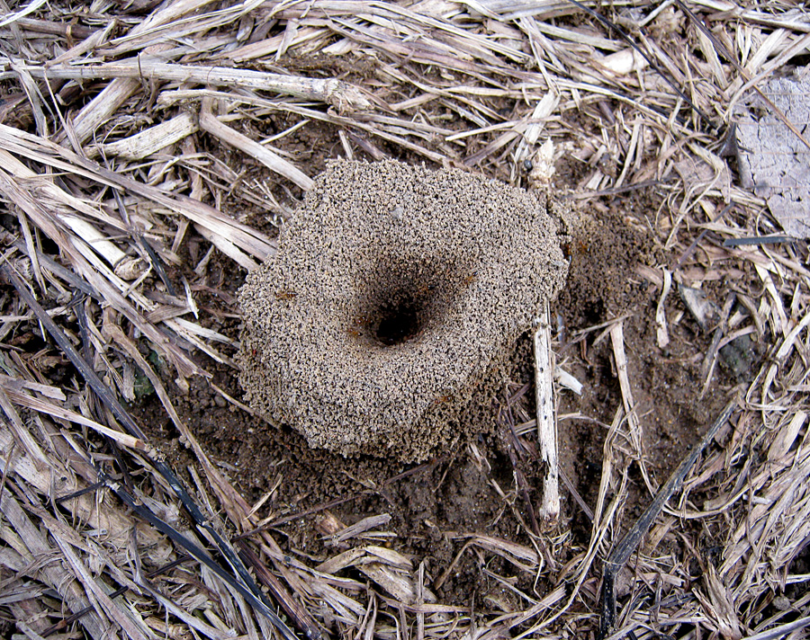 Ant Hole